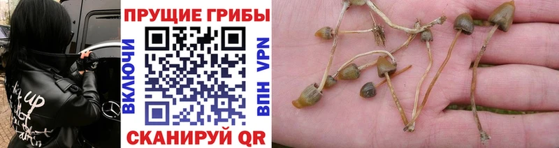 Псилоцибиновые грибы ЛСД  кракен как войти  Вязники  закладка 
