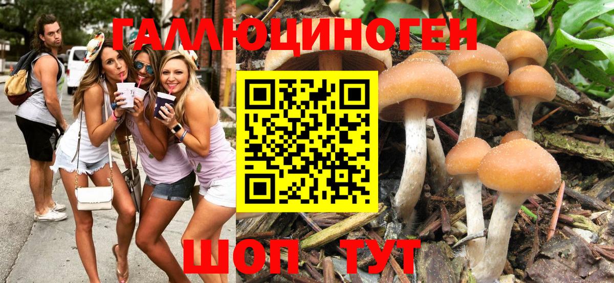 Галлюциногенные грибы MAGIC MUSHROOMS  Вход с VPN  Вязники  Псилоцибиновые грибы GOLDEN TEACHER 